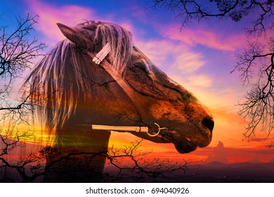 Double exposure of a horse and trees on sky sunset  - Shutterstock ID 694040926
