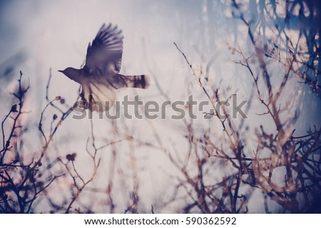 Double exposure image of forest elements and a flying bird. Film like abstract picture of Spring concept.