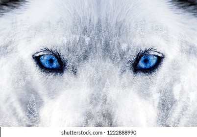 White Wolf Blue Eyes Images Stock Photos Vectors Shutterstock