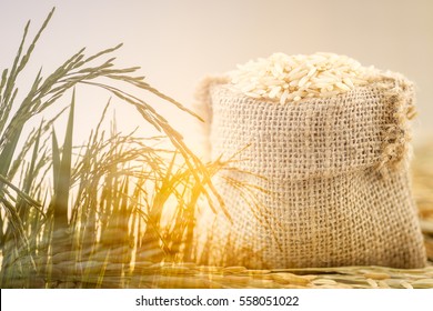 Double Exposure Of Jasmine Brown Rice In Small Hemp Sacks And Rice Field In Sunset Time.