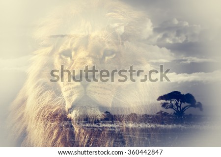 Double exposure of lion and Mount Kilimanjaro savanna landscape. Vintage