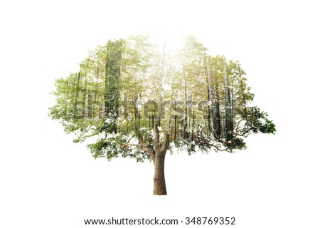 Double exposure of single tree with forest over sky background