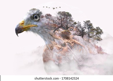 Double exposure of white and brown eagle and trees on mountain surrounded by fog.