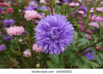 Double Flowered Violet China Aster In September