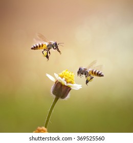 Double Honey Bee And A Flower - Macro Photography Series