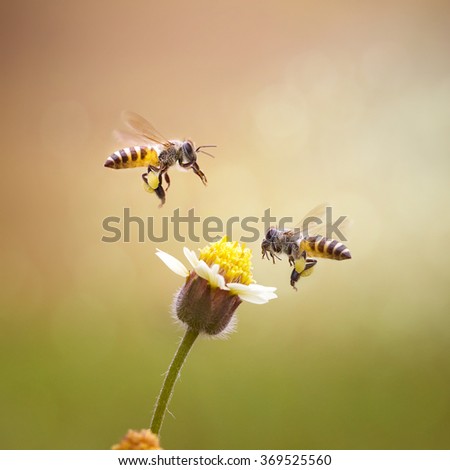 Double Honey Bee and A Flower - Macro Photography Series
