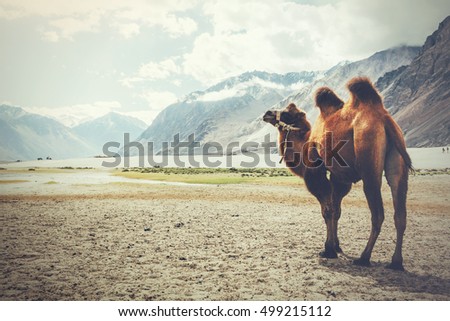 Double hump camel setting off on its journey in the desert in Nubra Valley, Ladakh, India (Vintage tone)