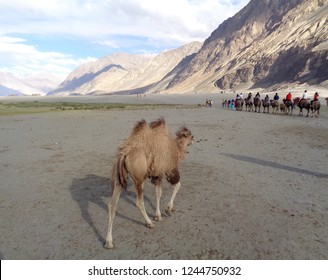 Double Humped Camels Found Nubray Valley Stock Photo 1244750932