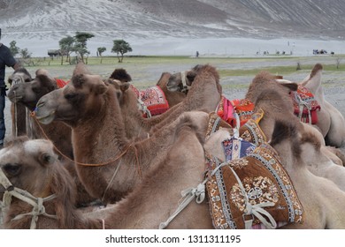 Double Humped Camels Nubra Valley Leh Stock Photo 1311311195 | Shutterstock