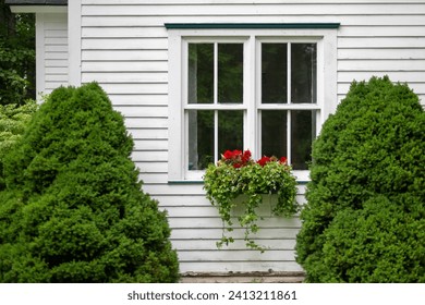 Double hung windows with a black wood frame, multiple panes of glass, in a white wooden cottage. The wall has a narrow clapboard siding. Two green bushes and a flower box with red flowers are in front - Powered by Shutterstock