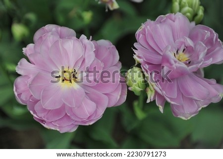 Double Late peony-flowered tulips (Tulipa) Violet Prana bloom in a garden in April