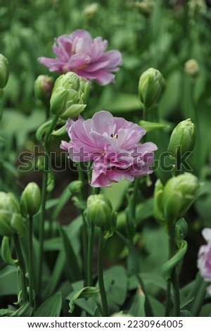 Double Late peony-flowered tulips (Tulipa) Violet Prana bloom in a garden in April