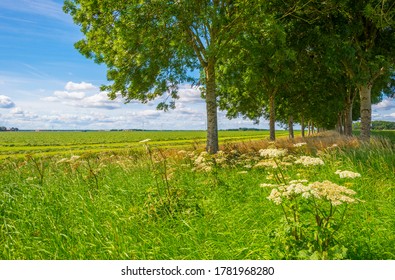 Double Line Of Trees With A Lush Green Foliage In A Grassy Green Field With Wild Flowers Along An Agriculturale Field In Sunlight In Summer, Almere, Flevoland, The Netherlands, July 22, 2020
