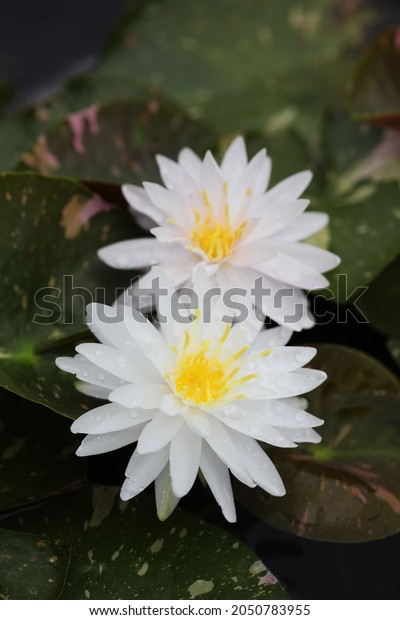 Double Lotus Flower Variegated Leaf Stock Photo 2050783955 | Shutterstock