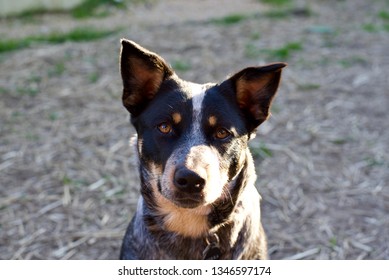 Double Masked Blue Heeler Stock Photo 1346597174 | Shutterstock