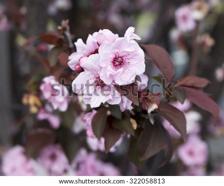 Double pale pink frilled  decorative flowers of  deciduous  fruit trees in spring blossoms attracting bees to the sweet pollen is a superb sight in the urban street.