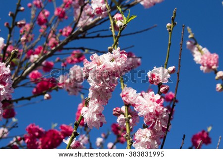Double pale pink frilled  decorative flowers of  deciduous  fruit trees in spring blossoms against the blue Australian sky attracting bees to the sweet pollen is a superb sight in the urban street.