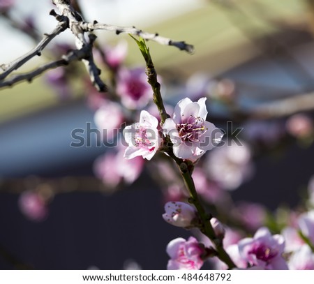 Double pale pink frilled  decorative flowers of  deciduous  fruit trees in spring blossoms attracting bees to the sweet pollen is a superb sight in the urban street.