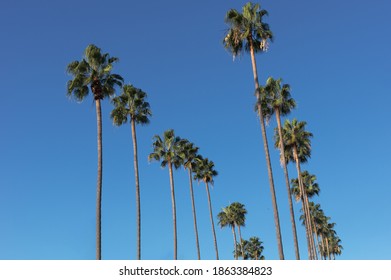 A Double Palm Tree Line Along A Street And Beautiful Morning Sky In Southern California.