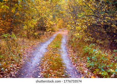 Double Path In Autumn Forest. Non Urban Scene.