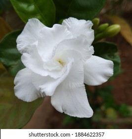 90 Tagar flower Images, Stock Photos & Vectors | Shutterstock