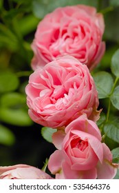 Double pink flowers of The Queen Elisabeth Rose 
 
 - Shutterstock ID 535464376