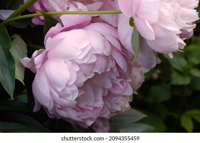 Double pink peony Mrs. Franklin D. Roosevelt close-up.  Horizontal photo.            