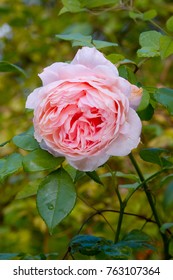 Double Pink Rose ‘Abraham Darby’