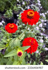 Double Red Flowers of the Zinnia Oklahoma Plant (Zinnia Elegans). An Ornamental Flowering Plant Species of the Asteraceae Family in the Asterales Order.