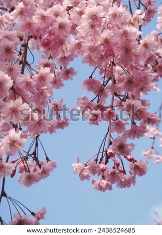 Double red weeping cherry blossoms in full bloom with hanging branches, blue sky background.  Stock photo © 