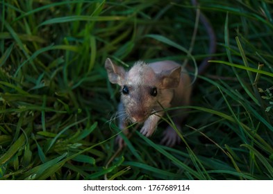 Double Rex Rat On Grass