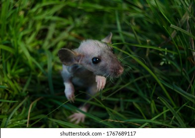 Double Rex Rat On Grass