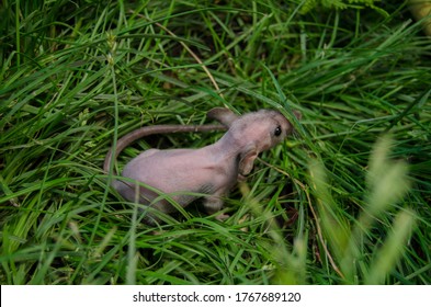 Double Rex Rat On Grass