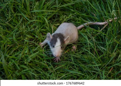 Double Rex Rat On Grass