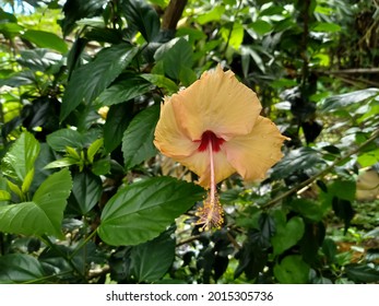 花水彩南国stock Photos Images Photography Shutterstock