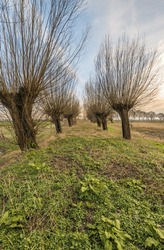 Double Row Of Old Pollard Willows With Bare Branches Standing Out Against The Slightly Cloudy Sky. The Photo Was Taken In The Dutch Province Of North Brabant At The End Of A Sunny Day In Winter.