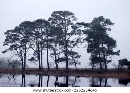 Double shot reflections Scots pine in the fog with ice in peat pool Dwingelderveld, The Netherlands
