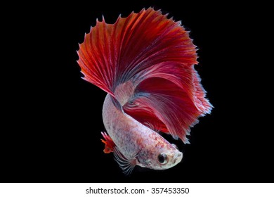 Double Tail Siamese Fighting Fish Isolated Stock Photo 357453350