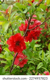 Double Take Scarlet Japanese quince (Chaenomeles speciosa 'Scarlet Storm') in bloom, with double red flowers