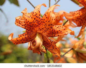 Double tiger Lily flower. Lily petals are bright orange, covered with dark purple spots.Lilium tigrinum is a species of perennial herbaceous plants in the Lily family (Liliaceae).
