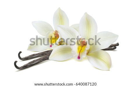 Double vanilla flower pod isolated on white background as package design element
