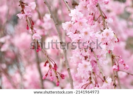 Double Weeping Cherry Blossoms 