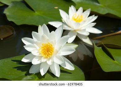 Double white lilly water in the lake