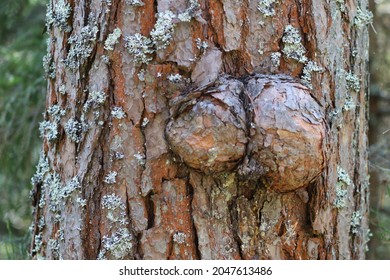 Double Wooden Burl On Wood