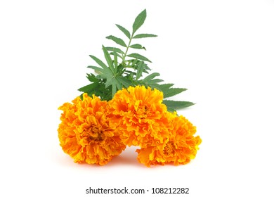 58,214 Marigold White Background Images, Stock Photos & Vectors ...