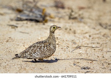 Double-banded Sandgrouse In Kruger National Park, South Africa ; Specie Pterocles Bicinctus Family Of Pteroclidae