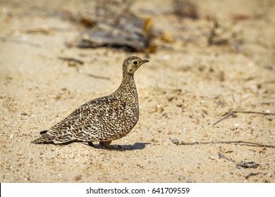 Double-banded Sandgrouse In Kruger National Park, South Africa ; Specie Pterocles Bicinctus Family Of Pteroclidae