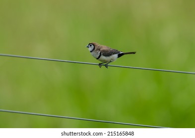 Double-barred Finch