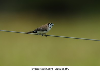 Double-barred Finch