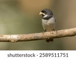 Double-collared seedeater perched on a branch